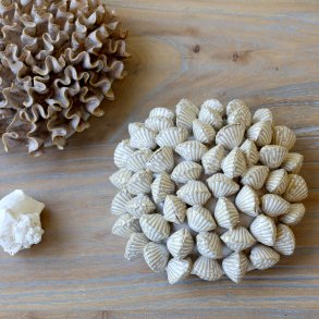 Koral m. muslingeskaller til deko, H6/L14,5/B14,5 cm creme