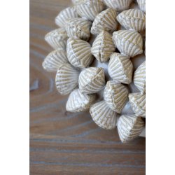 Koral m. muslingeskaller til deko, H6/L14,5/B14,5 cm creme