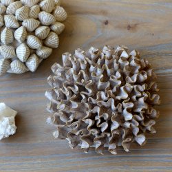  Koral til deko, H7/L14,5/B14,5 cm latte