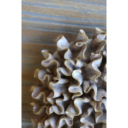  Koral til deko, H7/L14,5/B14,5 cm latte